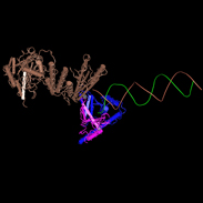 Olaparib and Abiraterone work well together