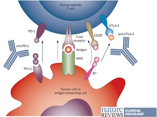 Pc Immunotherapy Inline