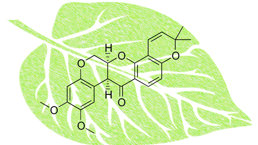 A potential new drug for advanced prostate cancer discovered in plants