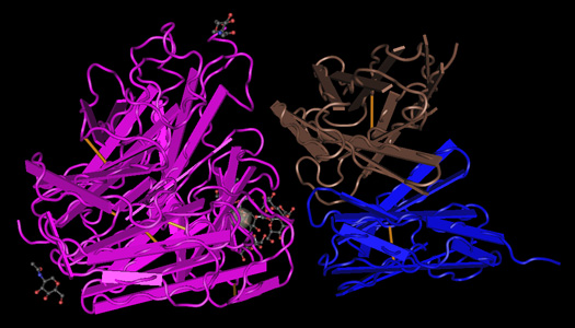 Antibodies for treating prostate cancer